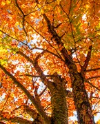 Fall leaves