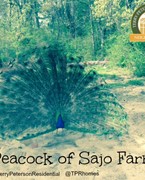 sajo farm peacock